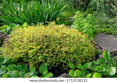 Lush yellow thuja Golden Tuffet in the garden in summer close up Royalty-Free Stock Photo #1713138133