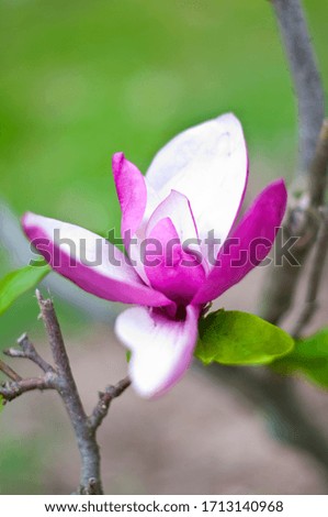 Magnolia and barberry flowers closeup in spring botanical garden with blurred background.