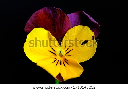The Garden Pansy are ornamental hybrid plants, cultivated for their showy flowers, obtained from the wild species Viola tricolor hortensis.