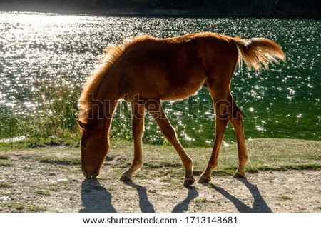 A foal grazing on the lake at sunset in summer.