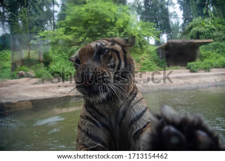  Tiger big predatory animal of national park behind glass.
