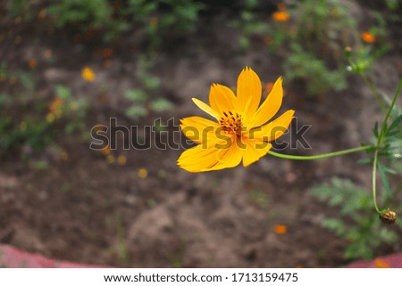 
Beautiful yellow Indian Flower, Stock Image