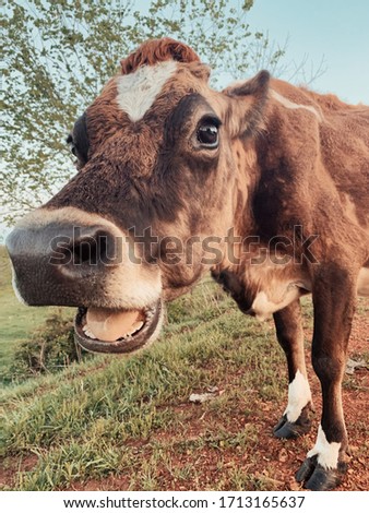 This is a picture of one of our jersey cows