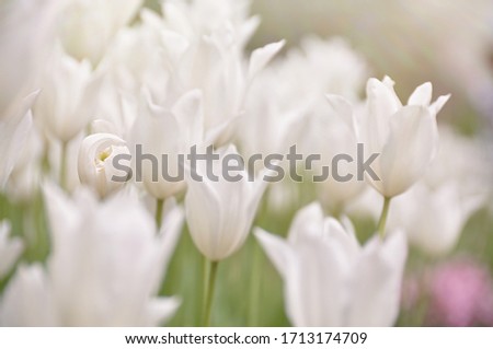 
Tulip that opens delicately with white tulips.