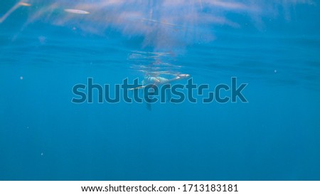 UNDERWATER: Unrecognizable young male surfer sits and rests on his surfboard. Athletic man sits on his surfboard in line up and waits for a big ocean wave. Sunbeams peer through deep blue sea surface.