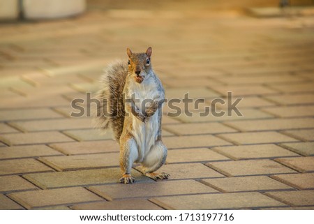 Funny squirrel with a nut in the town with sunset light