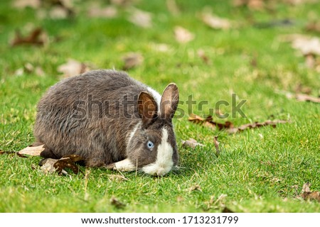 cute chubby grey rabbit with white stripe eating on green grass field while staring at you