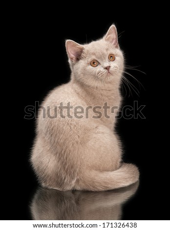 small lilac british kitten on  black background
