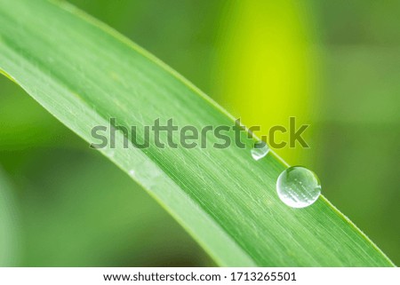 Leaves with drops of water in the morning. Background, cover, wallpaper.