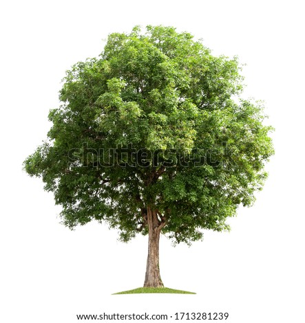 big tree isolate on white background Royalty-Free Stock Photo #1713281239