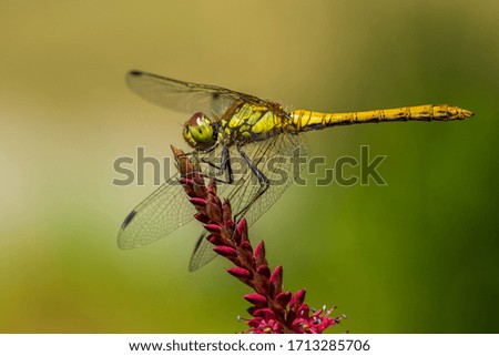 This is a picture of a dragonfly.