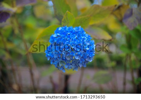 This is a picture of hydrangea.