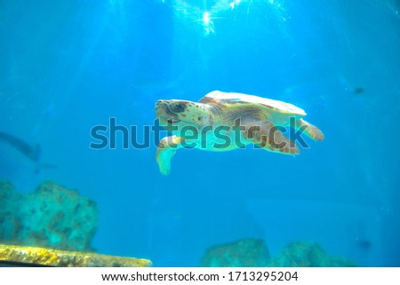 This is a picture of a turtle in an aquarium.