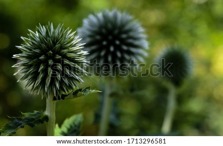 Spiky Onion Plant Before Flowers Blooming  Royalty-Free Stock Photo #1713296581