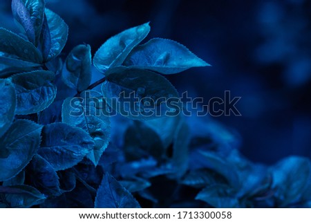 Beautiful foliage in blue color. Nature background for your design. Color of the year 2020. Droplets of pure water on a rose flower closeup. 