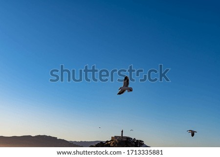 Scenic view of the San Francisco Bay with flying Sea gull, islands and Alcatraz