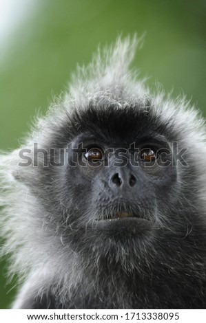 portrait and closed up Silvery lutung Lotong Kelabu monkey  with outdoor bokeh background