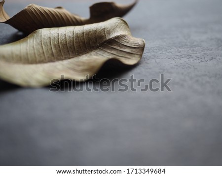 closeup dried leaves on concrete floor background.
