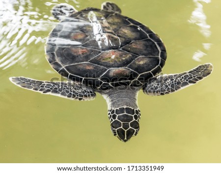 Sea turtle in the Ceylon Sri Lanka island