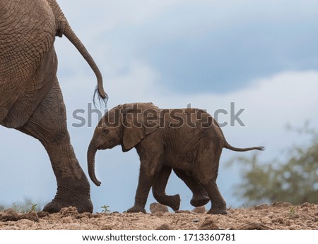 This is a picture of a baby elephant following its mom.