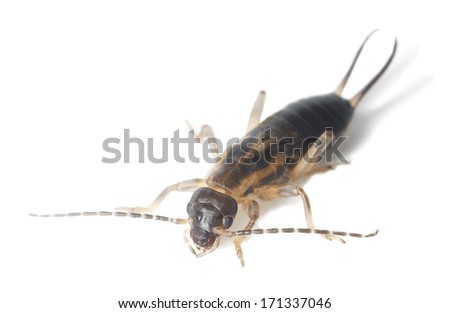 Earwig isolated on white background, extreme close-up with high magnification