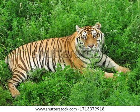This is a picture of  a Tiger lying on grasses of a zoo.