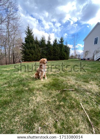 small dog being pictured in a backyard
