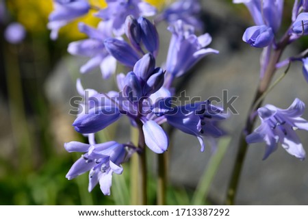 Close-up of a single hyacinth