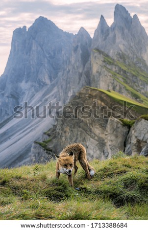 This is a picture of a cunning fox in a  mountain.