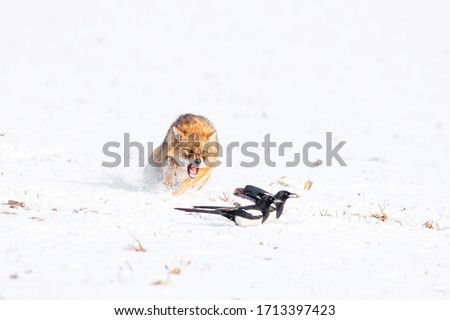 This is a picture of a fox ceasing a penguin in ice.