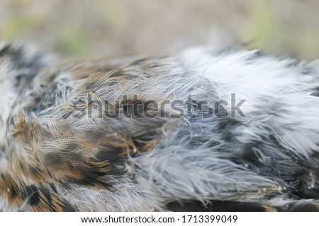 Brown feathers of a sparrow bird with grains of sand. Texture closeup