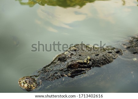 Crocodile  swimming in water, thailand