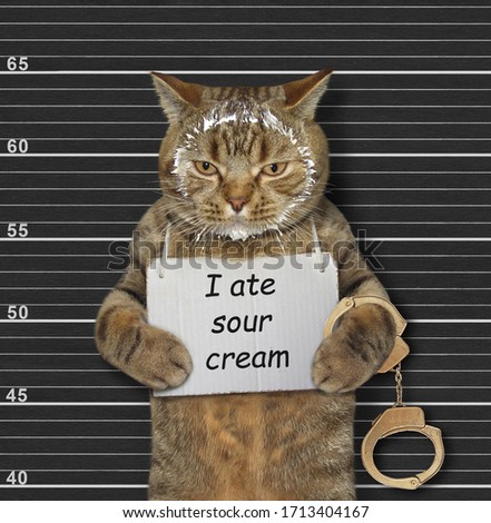 The beige naughty cat was arrested. He has a sign around its neck that says I ate sour cream. Lineup black background.