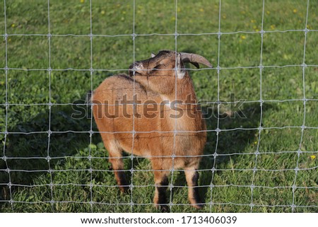 A brown goat beyond the metal fence closed its eyes because of the strong sunshine.