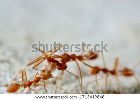 Red ant walking for food on ground.