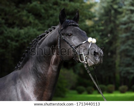 Andalusian black horse portrait in nature background