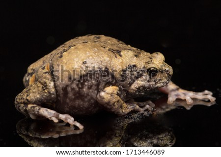 Banded bullfrog or Asian narrowmouth toads It also know chubby or bubble frog This frog is native to Southeast Asia isolated on black background
