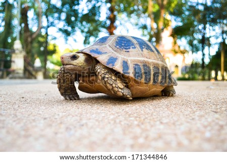Turtle crawling on the floor