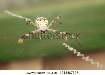 This is a spider. It is an insect that has made its net. They catch the prey in this way to catch the prey. Royalty-Free Stock Photo #1713487378
