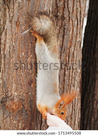 The squirrel eats from the hands. Red squirrel on a tree eats from hands.