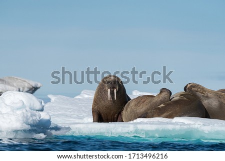 Group of Walruses sitting on a floating ice, Svalbard. 