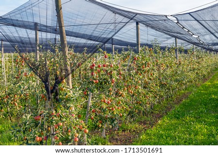 Colorful red apples on branches ready to harvested. Apple orchard with garden safety netting. Black ANTI BIRD NET or POND MESH, Germany. Mesh Safety Barrier Fencing 