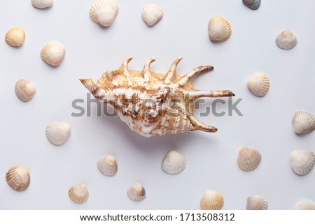 High angle, panoramic view of starfish and seashells isolated on white background