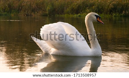Swan on the water at golden sunset. Royalty-Free Stock Photo #1713508957