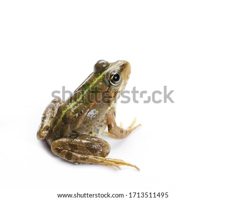 Young Marsh Frog isolated on white background, Pelophylax ridibundus Royalty-Free Stock Photo #1713511495
