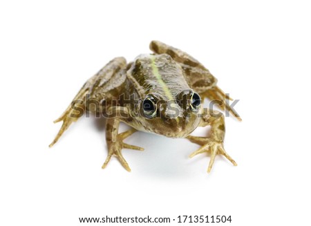 Young Marsh Frog isolated on white background, Pelophylax ridibundus Royalty-Free Stock Photo #1713511504