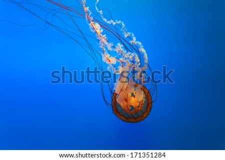 orange bell jellyfish in  aquarium