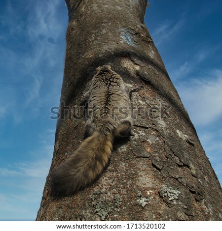 An endangered Siberian flying squirrel is climbing a tree