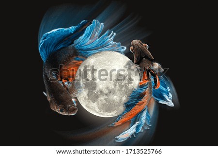 Two tri-colored fighting fish around the moon On a black background