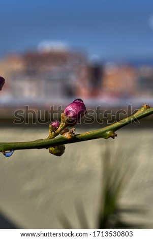 Lemon blossom on a branch with water drops